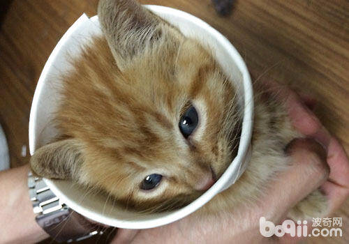 迷你宠物茶杯猫怎么养？
