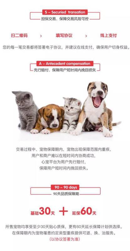 本地商家出售纯种健康萨摩耶签购宠协议丶三证齐全丶支持上门自提丶全国送货上门