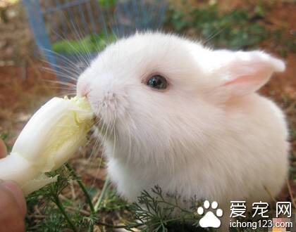兔子可以吃黄瓜吗 黄瓜的水分比较多