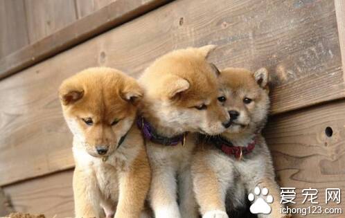 柴犬怎么饲养  主要是不要吃动物的肝脏