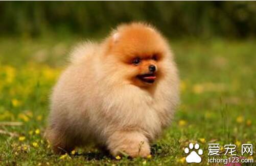 博美的寿命  博美犬一般都可以活到10-16岁