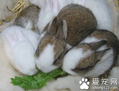 兔子吃生菜 洗净晾干不宜多吃