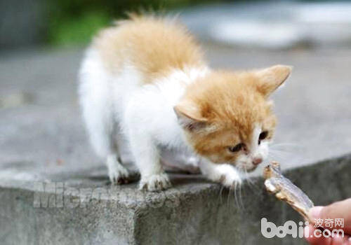 猫咪能吃海水鱼吗？