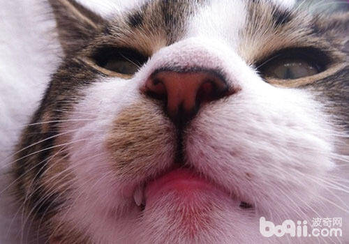 猫咪嘴唇利于嗅觉？