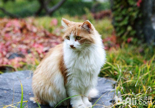 猫咪节日饮食需节制