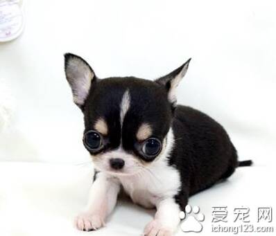 吉娃娃好养不 该犬体积较小易被踩到