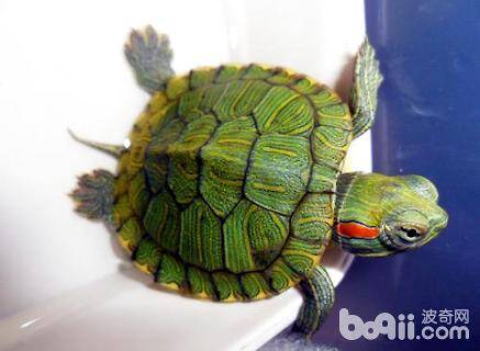 巴西龟可以干养吗？巴西龟可以干养多久？
