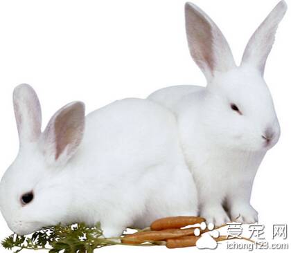 兔子吃多少 要了解兔子的饮食规律