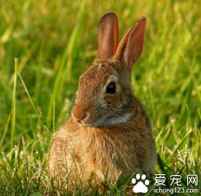 兔子吃不吃萝卜 非常爱吃微甜的胡萝卜