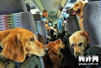 带狗狗乘飞机旅行可行吗？