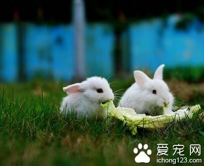 兔子不可以吃什么 不能喂食人吃的食物