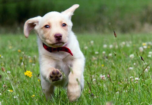 狗是色盲吗 狗的视力并不好