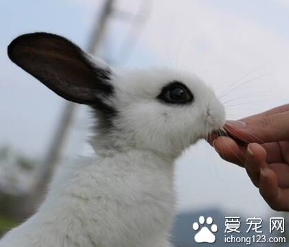 野生兔子吃什么 食性随栖地环境而定