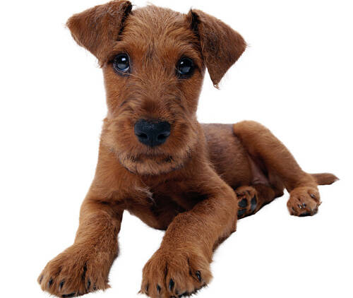 狗与猫是不是都会做梦 做梦的表现