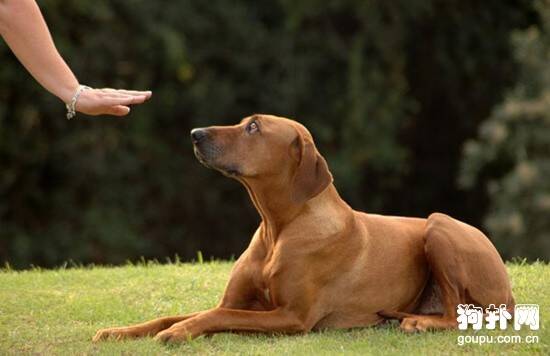 该怎么预防避免狗狗出现厌烦情绪？