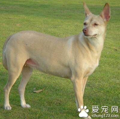 法老王猎犬的日常护理 注意保持卫生