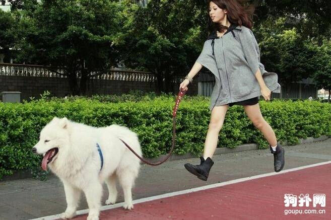 如何让狗儿悠闲地跟着你散步
