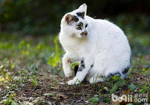 猫咪进化史：成为宠物源于何时？