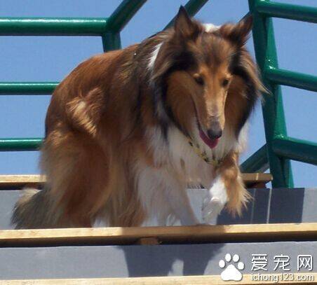 苏格兰牧羊犬吃什么 建议喂狗粮或是粗粮