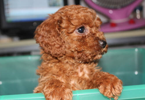 泰迪狗一天睡多久 幼狗睡眠时间较长