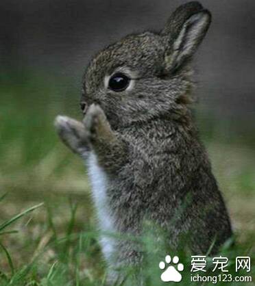 兔子最喜欢吃什么 提摩西草无限量供应