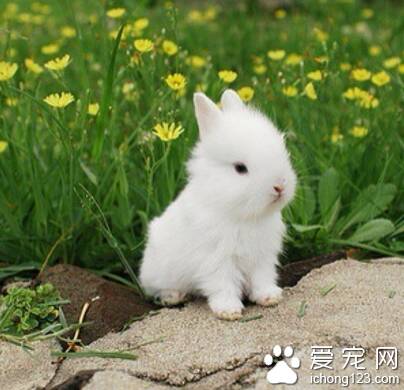 小兔子吃什么 喂养兔子食牧草的好处