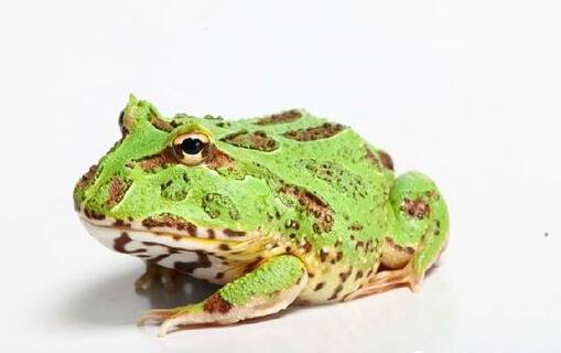 角蛙夏眠 夏眠的温度大约保持在25-28℃