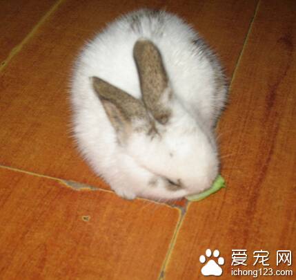兔子吃食物时 嘴巴不停的在咀嚼