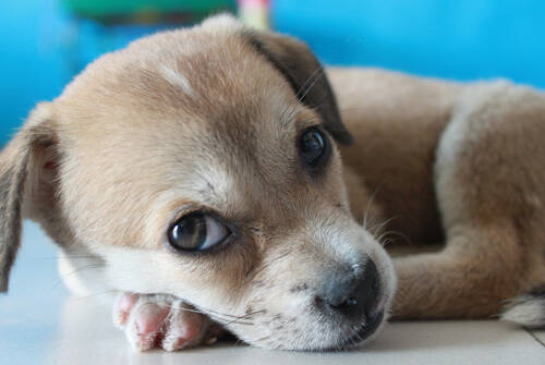 狗狗避孕药 吃避孕药有没有伤害