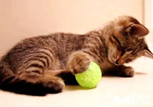 猫咪喜欢玩毛茸茸的球？