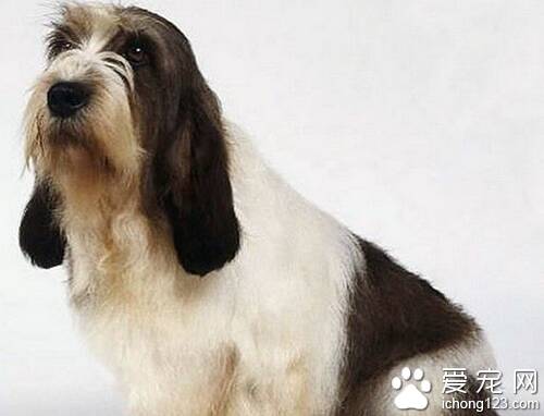 贝吉格里芬凡丁犬怎么养 饲养起来并不难
