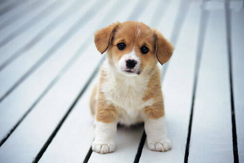 网上买狗粮好吗   要讲究质量和营养