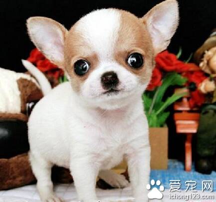 吉娃娃狗好养吗  该犬比较怕寒冷