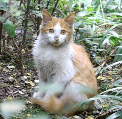 猫可不可以吃草莓 尽可能不要喂食