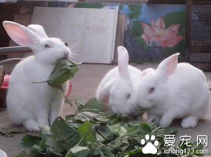 宠物兔子吃什么好 喜欢吃稍甜的食物
