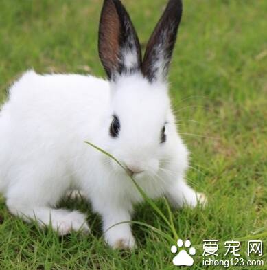 兔子可以吃馒头吗 苜蓿草营养最好