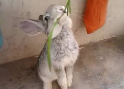怎么养刚出生的兔子 兔子非常敏感