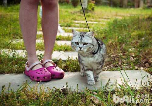布偶猫需不需要溜