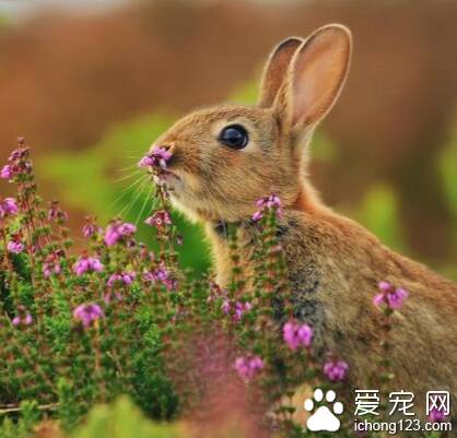 兔子喜欢吃什么草 忌吃带露水草类食物