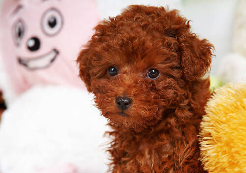 狗能吃香蕉吗 适量吃可治疗便秘