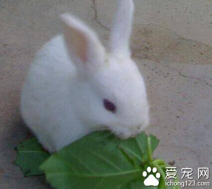 小白兔的生活习性 兔子白天安静晚上好食