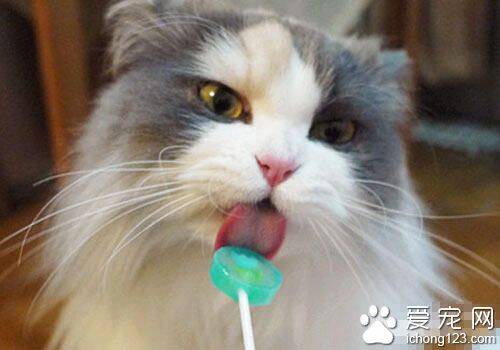 猫能吃甜食么 猫咪的成长中不需要糖类
