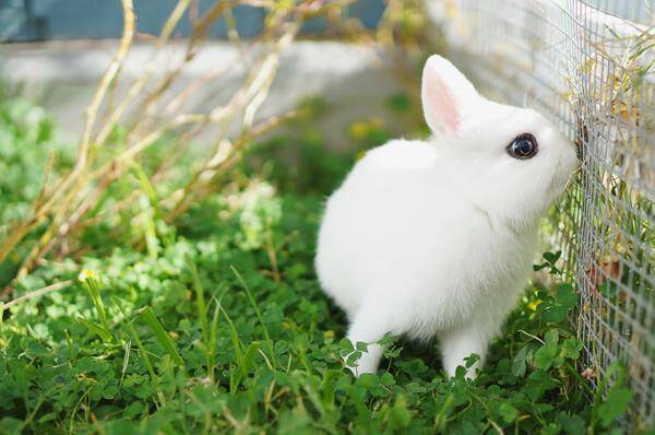 波兰兔怎么养 需要干燥清洁的生活环境