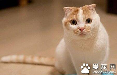 小猫多长时间断奶 一般到了六周便可断奶