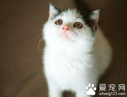 猫的毛色有什么 详解猫的混合毛色系