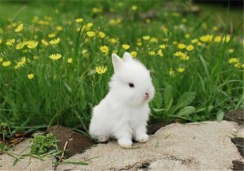 波兰兔怎么挑选 可照波兰兔的特征去挑选