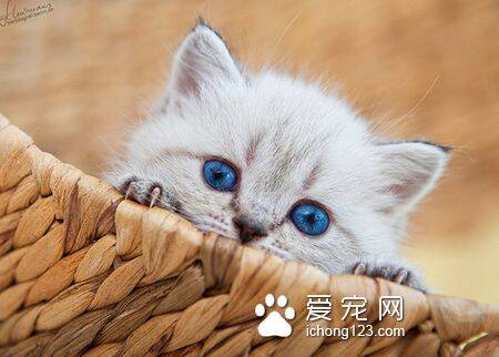 蓝眼睛的猫是什么猫 是可爱的贵族波斯猫