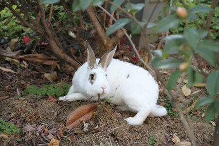 云南花兔怎么挑选 是一种肉皮兼用型兔