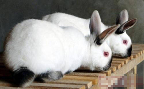 怎么训练加利福尼亚兔大小便 不能打骂兔子