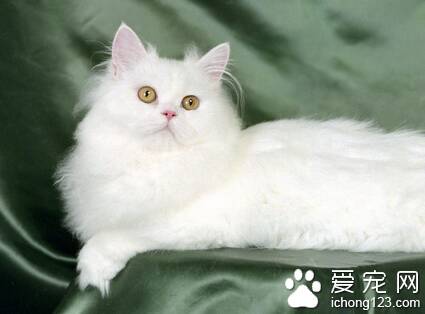 猫的饲养 猫春季喂养有什么需要注意的